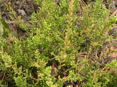 Calluna vulgaris