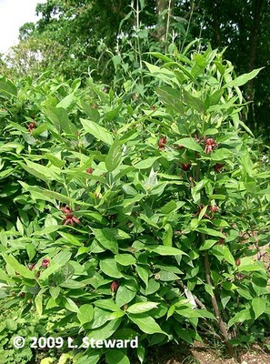 Calycanthus floridus