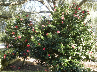 Camellia Japonica1.JPG