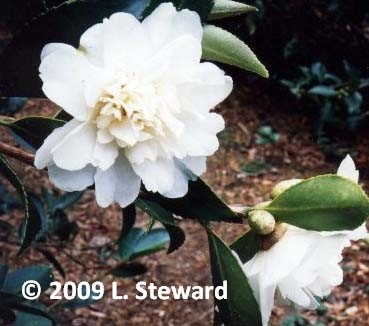 Camellia oleri