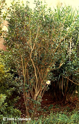 Camellia sansanqua