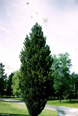 Carpinus betulus