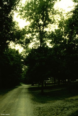 Carya cordiformis