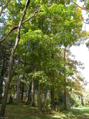 Carya lacininosa