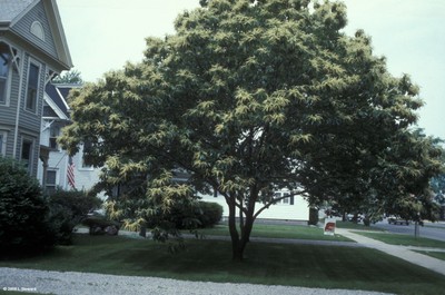 Castanea mollissima