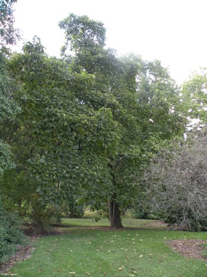 Catalpa bigninoides