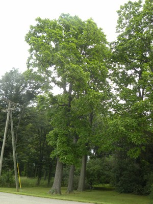 Catalpa speciosa(tree)