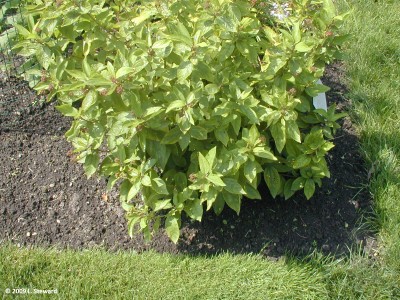 Ceanothus americus