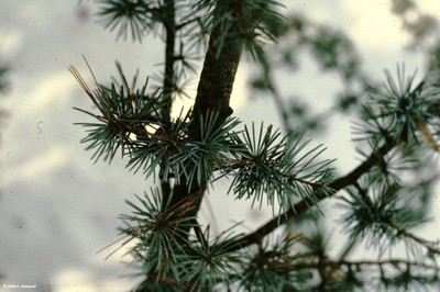 Cedrus atlantica (foliage)