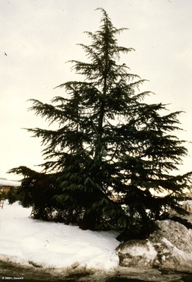 Cedrus deodara