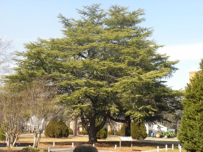 Cedrus libani1.JPG