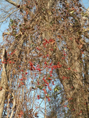 Celastrus orbiculata