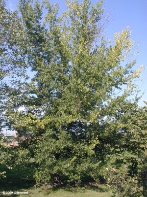 Celtis laevigata