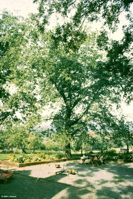 Celtis occidentalis