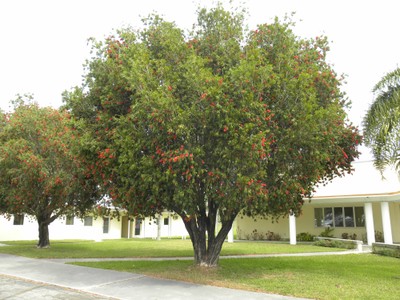 Bottlebrush Tree.JPG