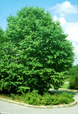 Cercidiphyllum japonicum