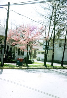 Cercis canadensis (flower)