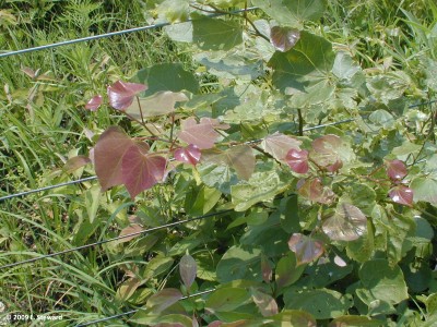 Cercis reniformis