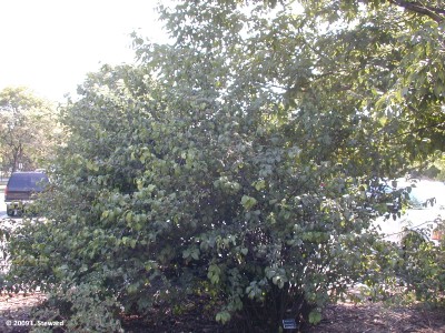 Chaenomeles speciosa