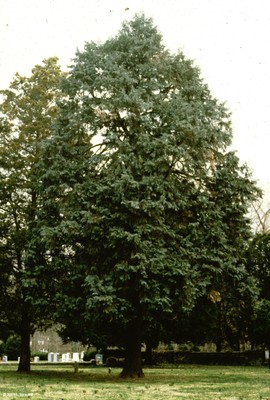 Chamaecyparis lawsoniana