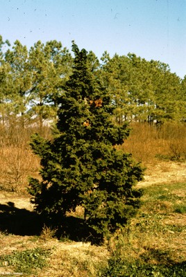 Chamaecyparis obtusa