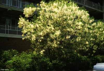 Chionanthus virginicus