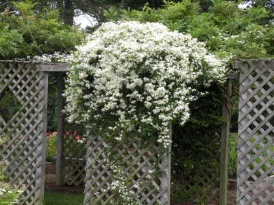 Clematis virginiana