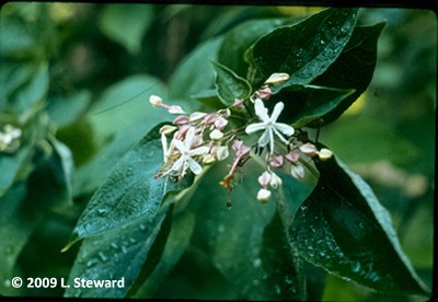 Clerodendron spp