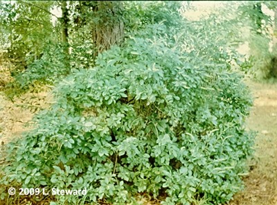 Clethra acuminata