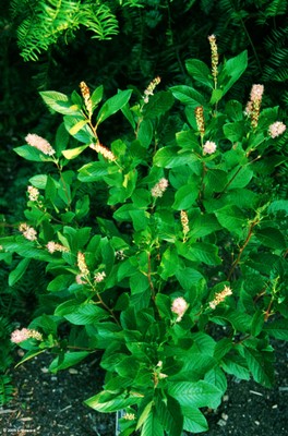 Clethra alnifolia