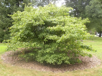 Cornus alternifolia