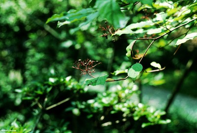 Cornus amonmum (fruit)