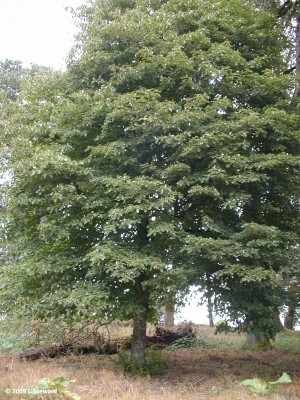 Cornus controversa