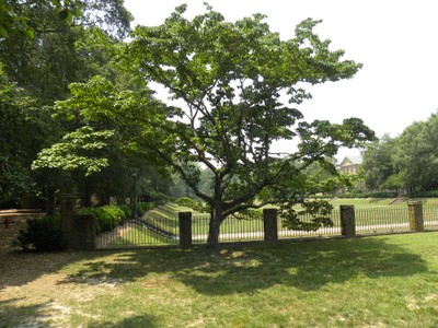 Cornus florida1.JPG