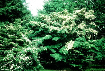 Cornus kousa