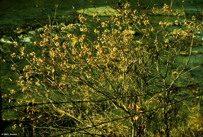 Cornus racemosa