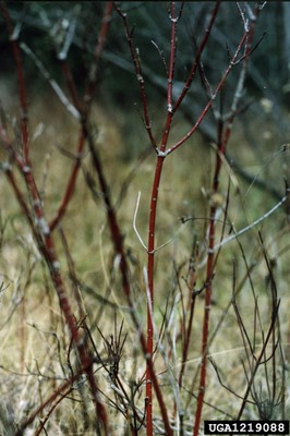 Cornus sericea.jpg