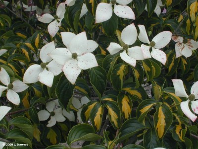 Cornus x'Rutan'