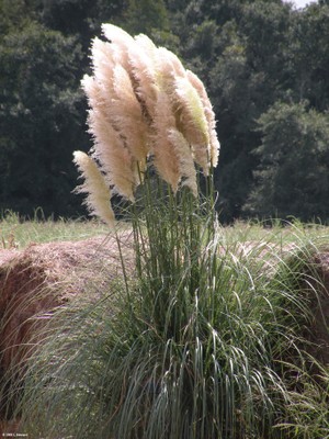 Cortaderia selloana