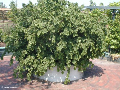 Corylus avellana 'Contorta'