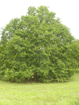 Corylus colurna1.JPG