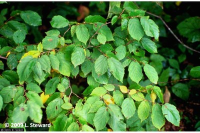 Corylus cornuta