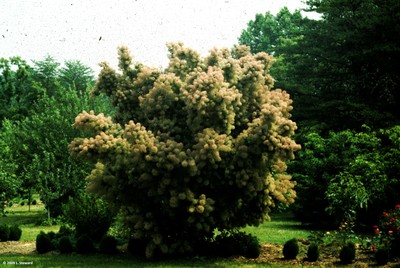 Cotinus coggygria