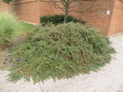 Cotoneaster horizontalis