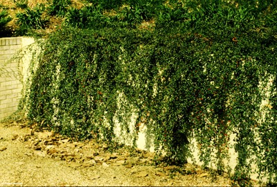 Cotoneaster salicifolia (form)