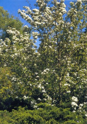 Crataegus aestivalis 1.jpg