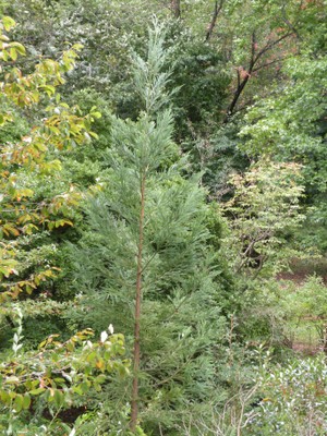 Cryptomeria japonica