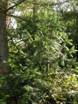 Cunninghamia lanceolata