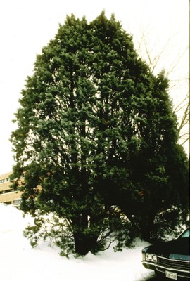 Cupressus arizonica var. arizonica