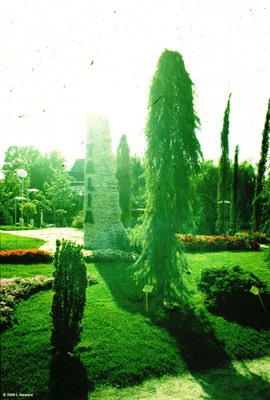 Cupressus sempervirens